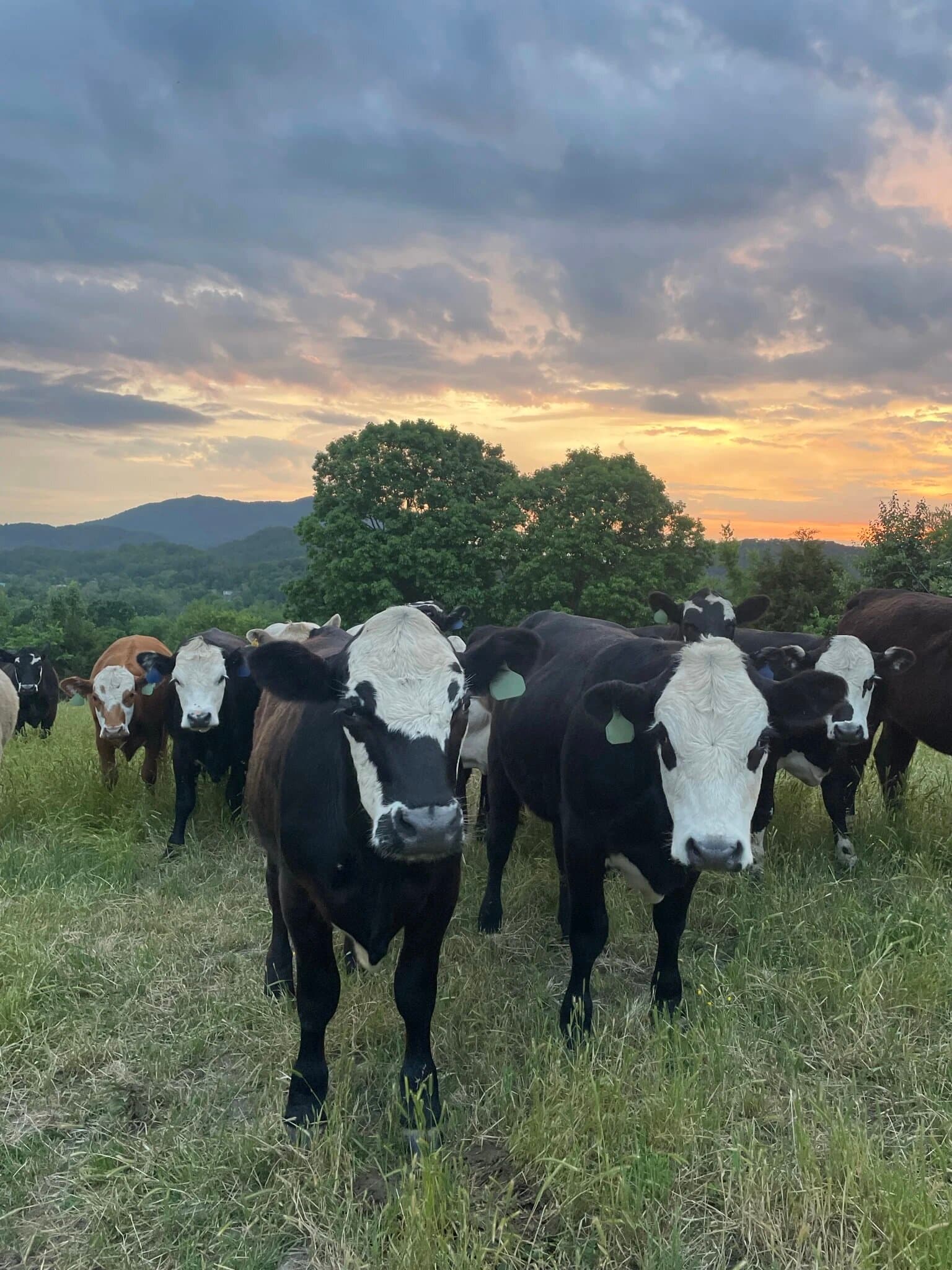 Our Pastures