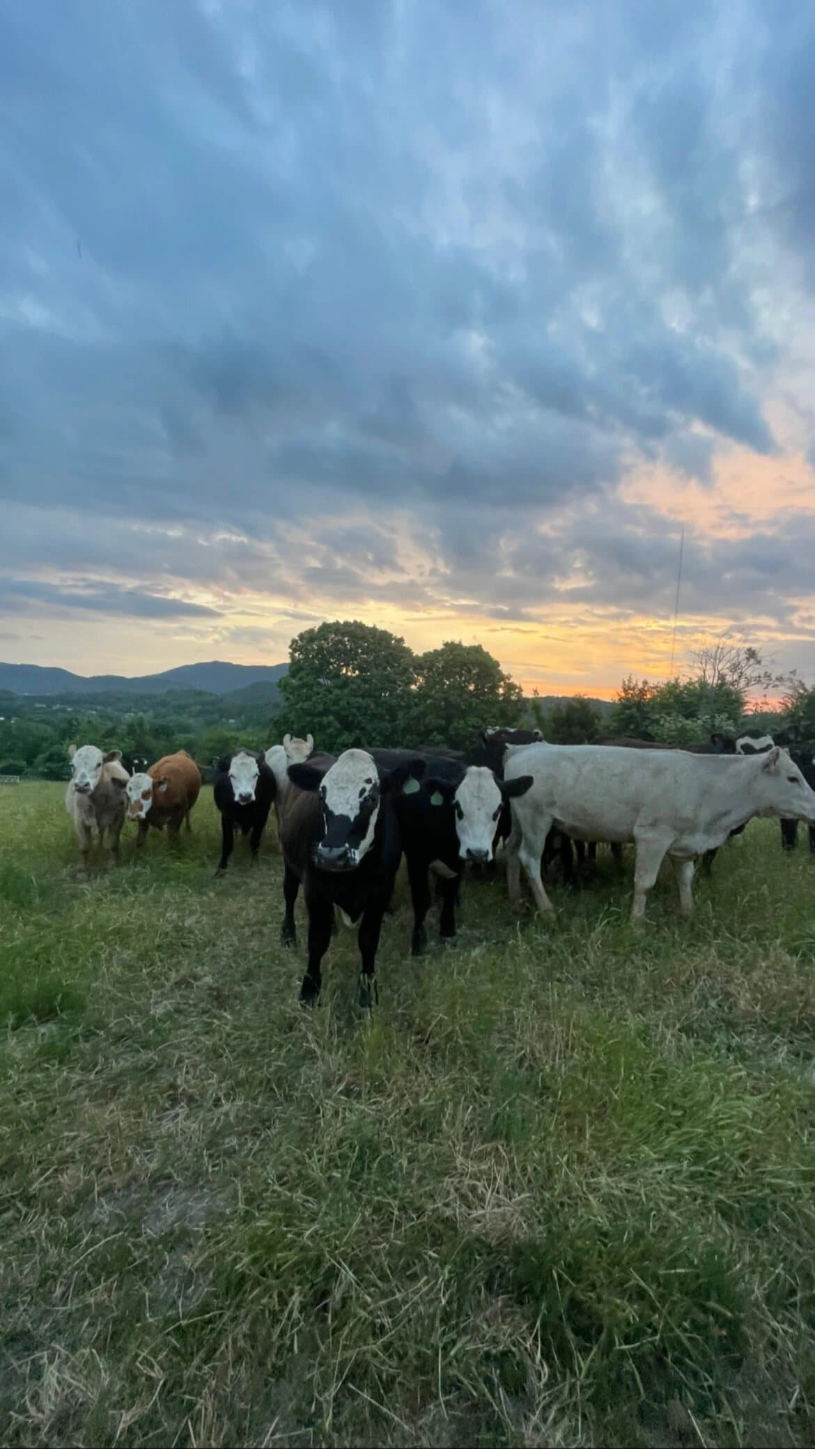Our Cattle