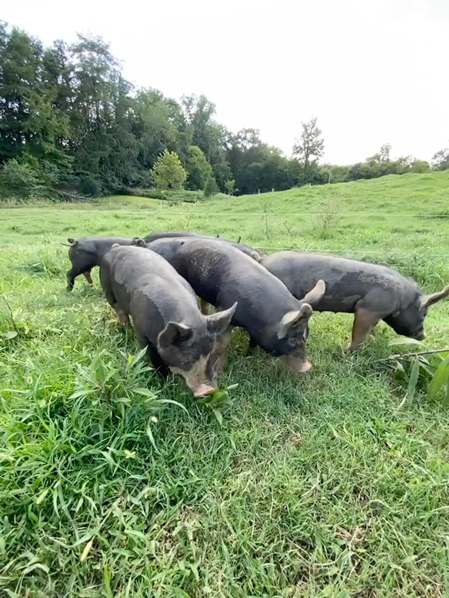 Our Pigs on Pasture