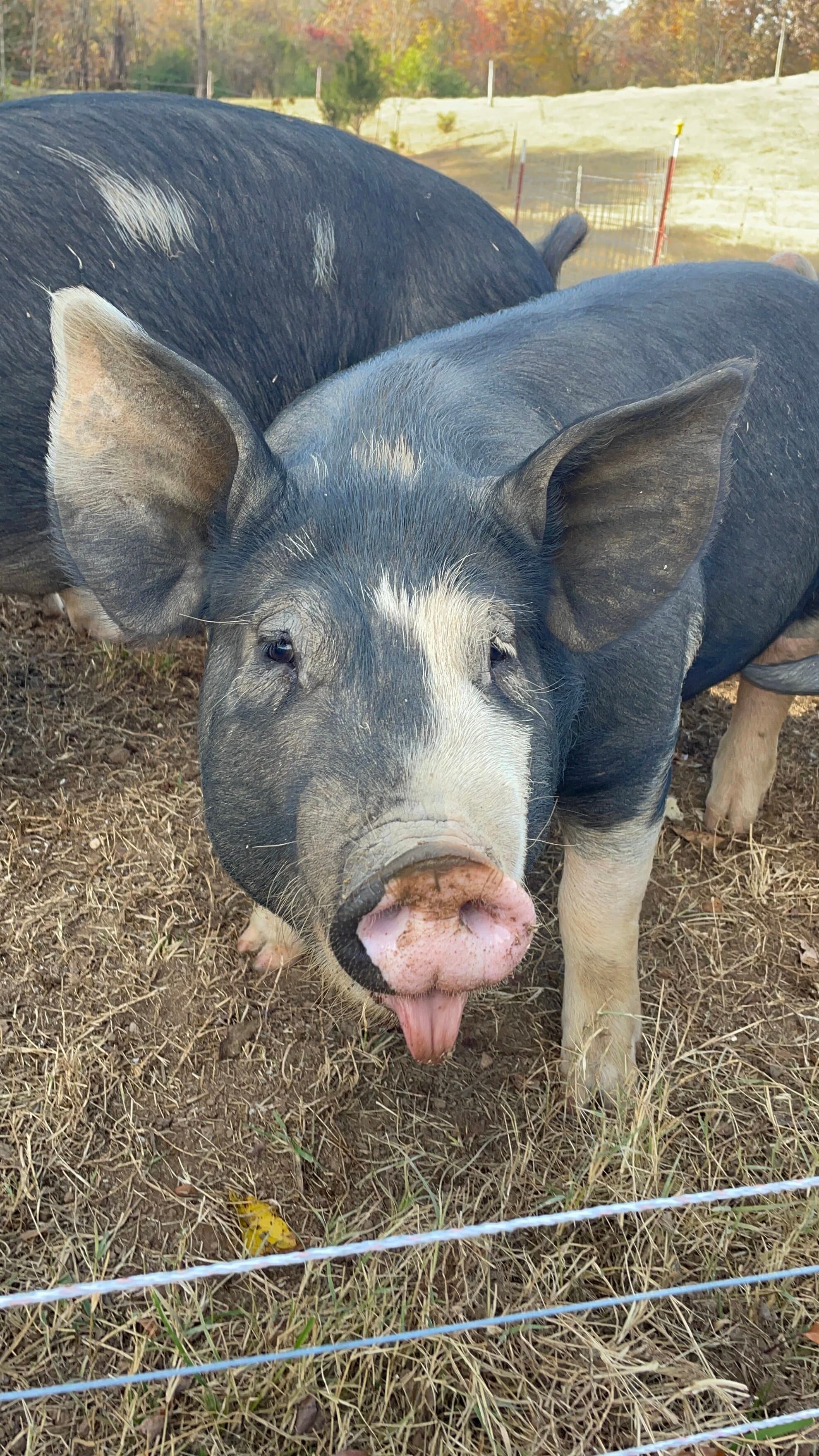 Our Pigs